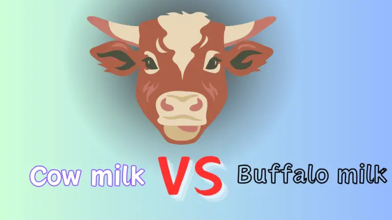 Differences Between Cow Milk and Buffalo Milk