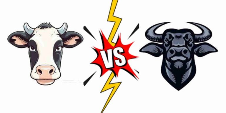 Differences Between Cow and Buffalo