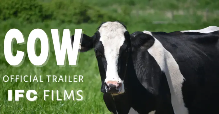 Review the documentary on a Cow