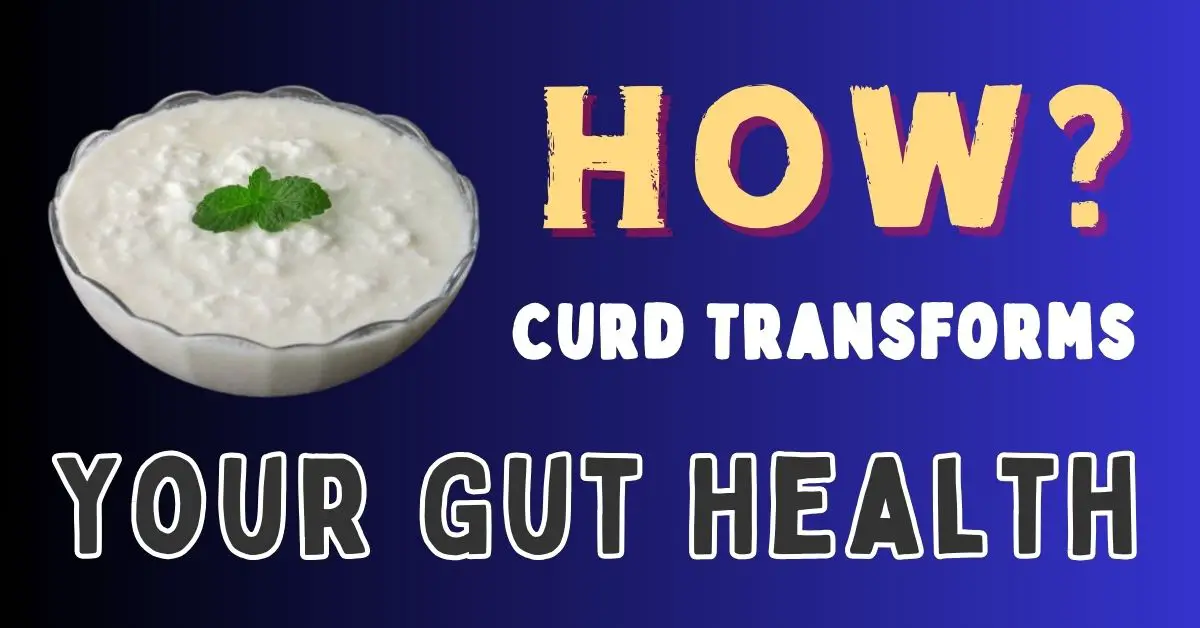 How Curd Transforms Your Gut Health?