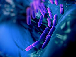 Lactobacillus bulgaricus