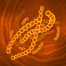 Streptococcus thermophilus